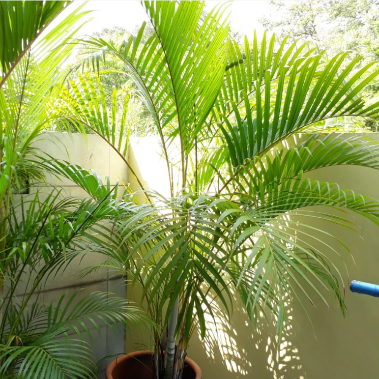 Yellow Butterfly Palm (Dypsis lutescens) Indoor / Outdoor Live Plant