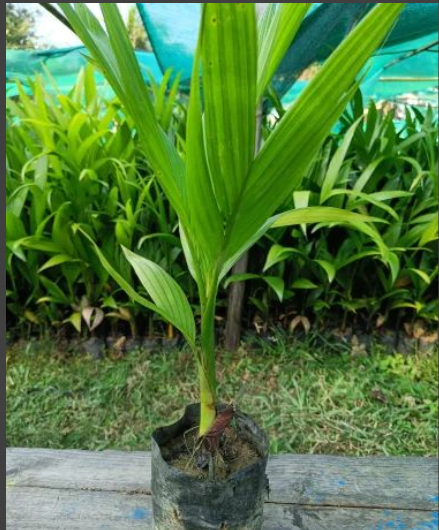 Sumangala Betel Nut Tree Live Plant