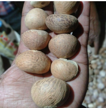Sumangala Betel Nut Tree Live Plant