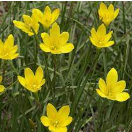 Yellow rain Lilly  All Time Flowering Live Plant