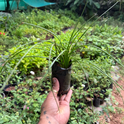 Yellow rain Lilly  All Time Flowering Live Plant