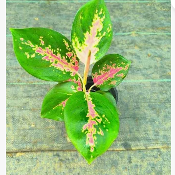 Aglaonema Red Charm Rooted  indoor live plant