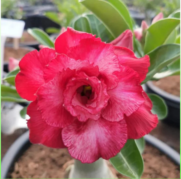 Adenium Dark Pink Desert Rose live plant