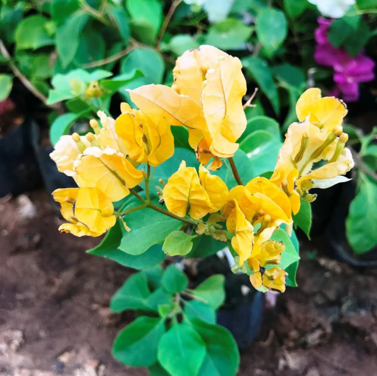 Bougainvillea Yellow Creeper (Paper Flower) Flowering Live Plant