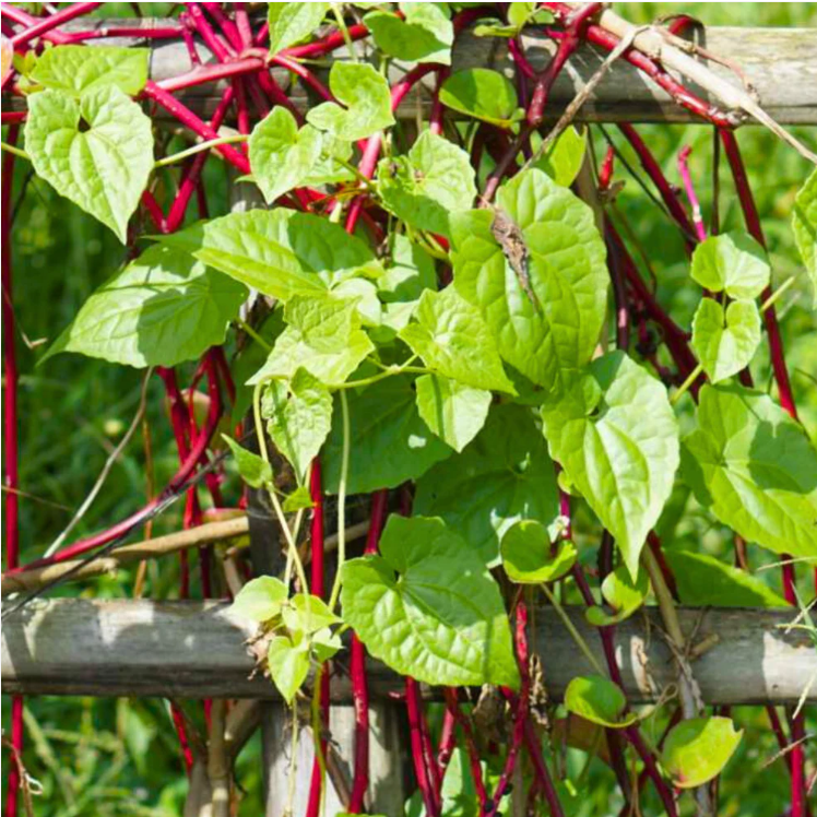 Malabar Spinach (Basella alba) Medicinal Live Plant