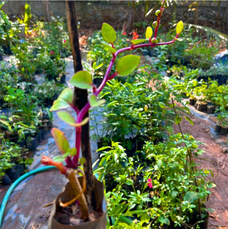 Malabar Spinach (Basella alba) Medicinal Live Plant