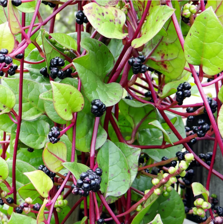 Malabar Spinach (Basella alba) Medicinal Live Plant