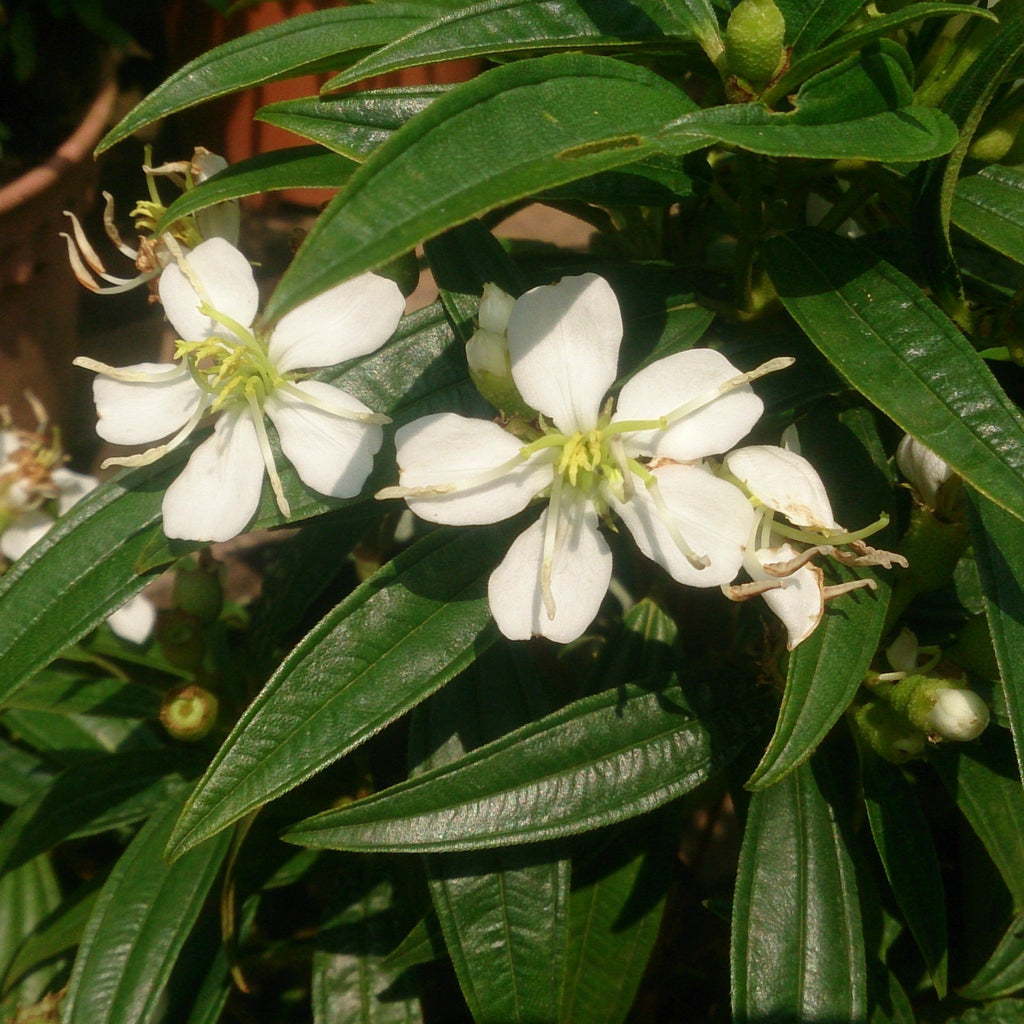 White Melastoma  Flowering Live Plant