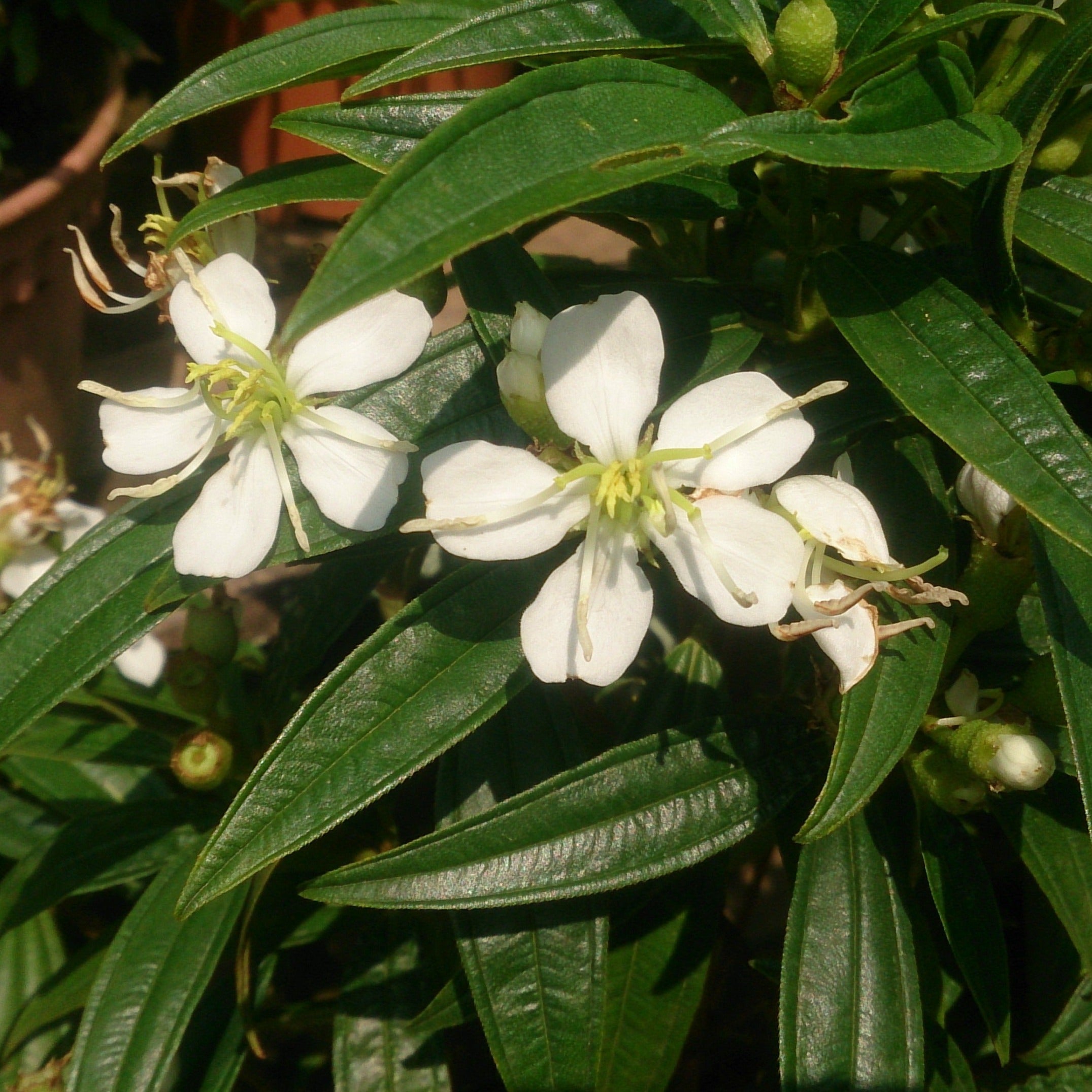 White Melastoma  Flowering Live Plant