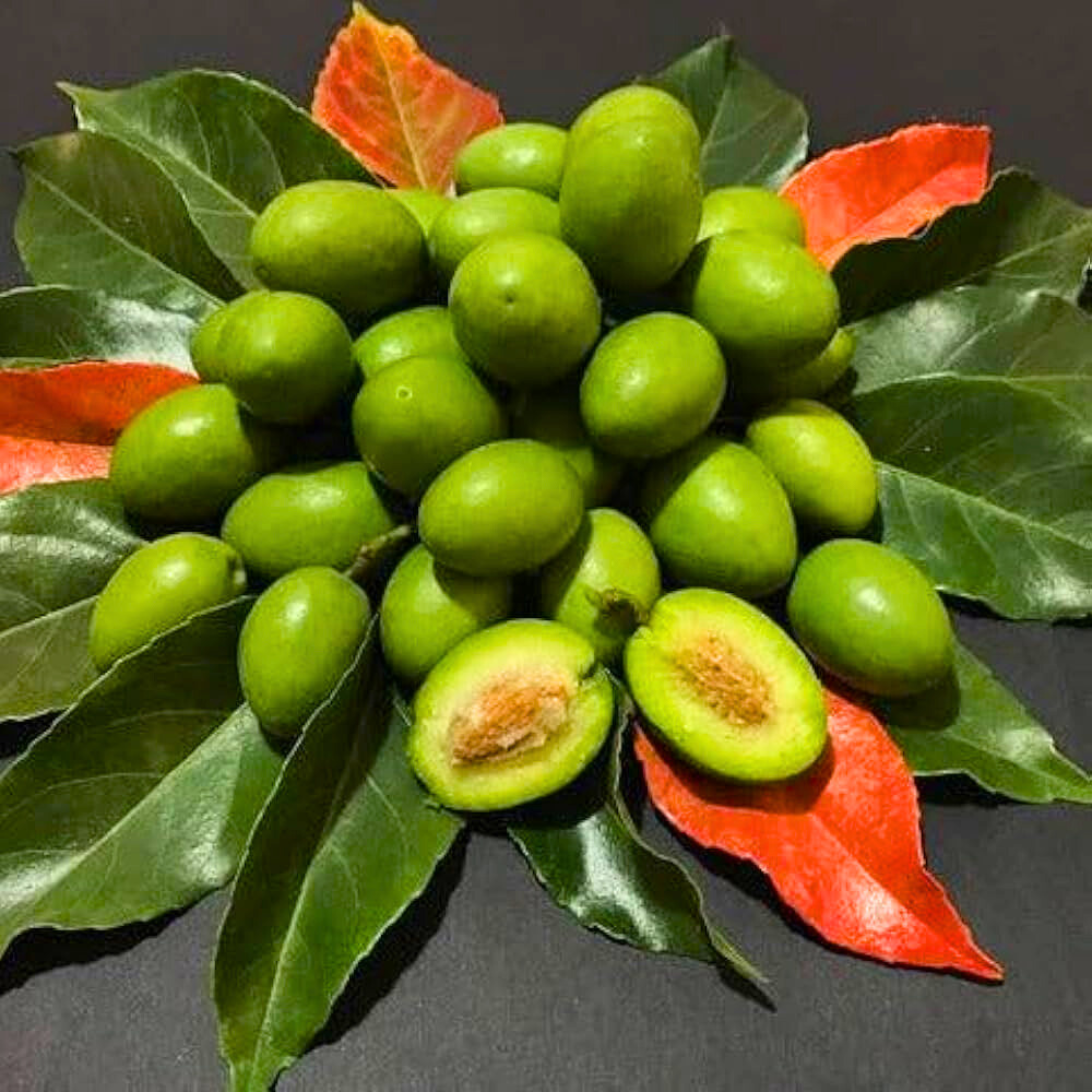 Sweet Ceylon Olive (Elaeocarpus Serratus) Live Plant