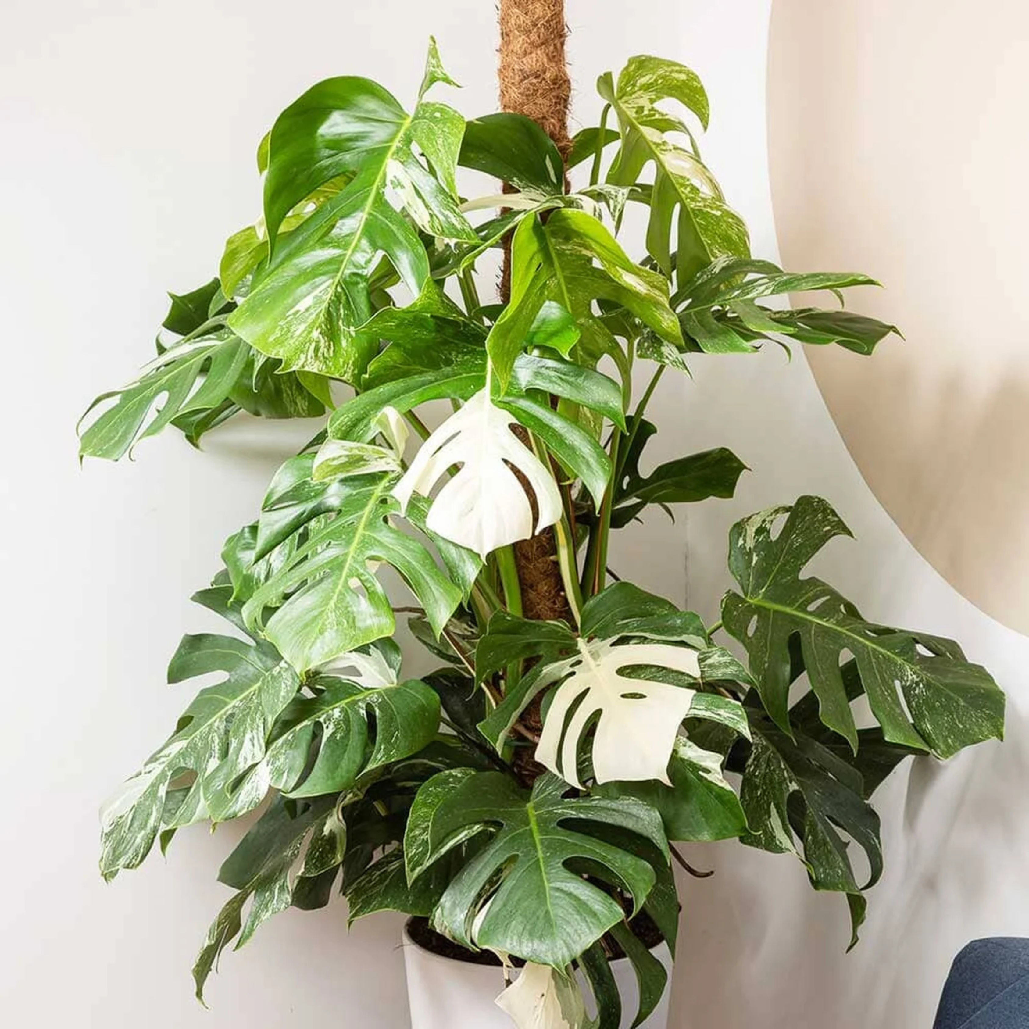 Swiss Cheese (Monstera deliciosa) Variegated Indoor / Outdoor Live Plant