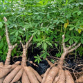 Tapioca Plant (Maravalli Kilangu) Live Plant.