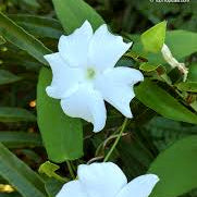 Thunbergia Fragrans All Time Flowering Live Plant