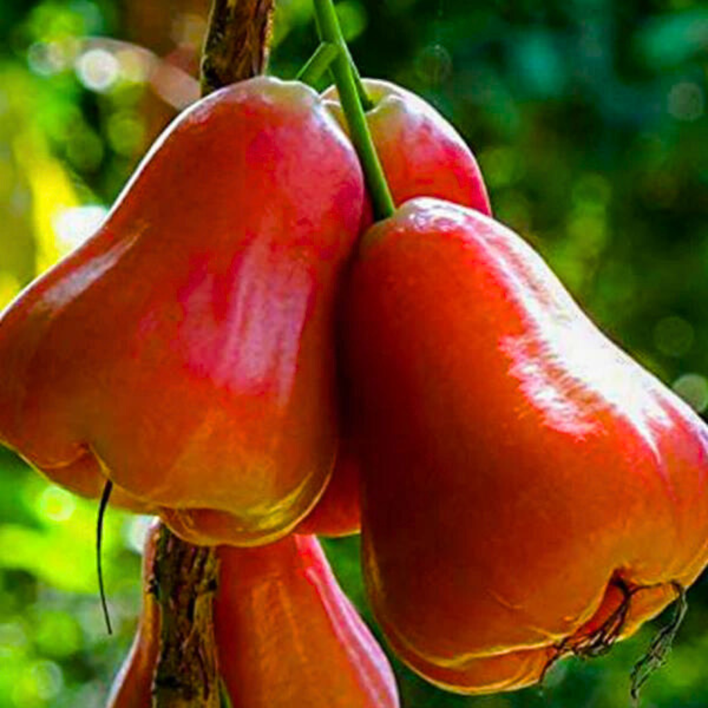 Thai Red Chamba Live Plant (Syzygium samarangense)