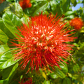 Thailand Powderpuff (Combretum constrictum) Rare Flowering Live Plant