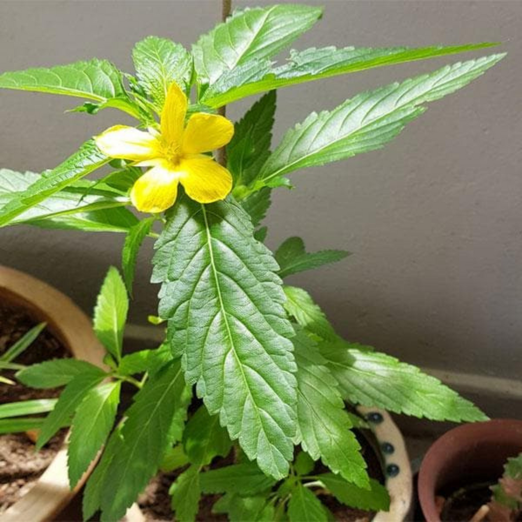 Turnera Ulmifolia / Sage Rose Flowering Live Plant