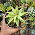 Ubombo Haworthia Indoor / Outdoor Live Plant