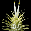 Tillandsia Druid White (Air Plant)