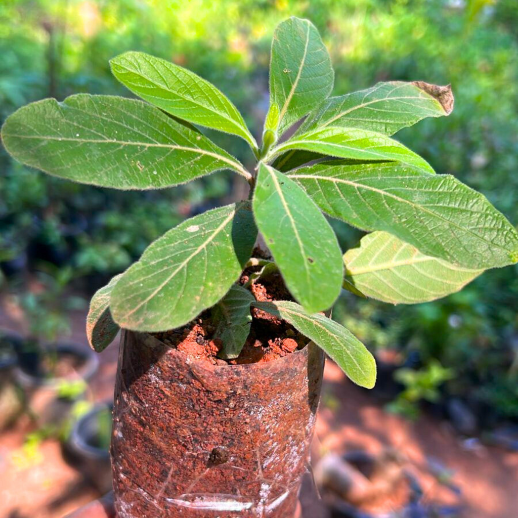 Water-Willow (Justicia leonardii) Rare All Time Flowering Live Plant