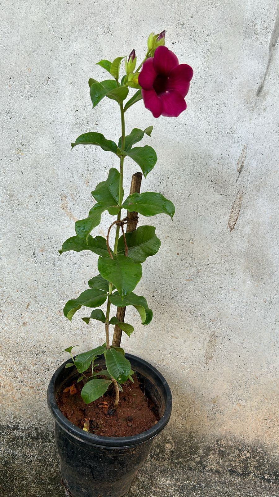 Allamanda Red Velvet All Time Flowering Live Plant