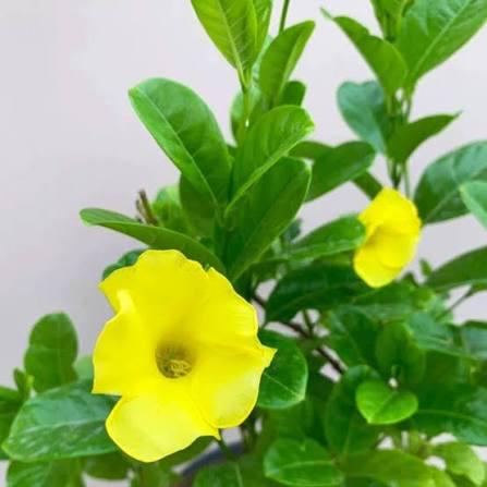 Allamanda Cathartica (Yellow Bell) Creeper / Climber Flowering Live Plant