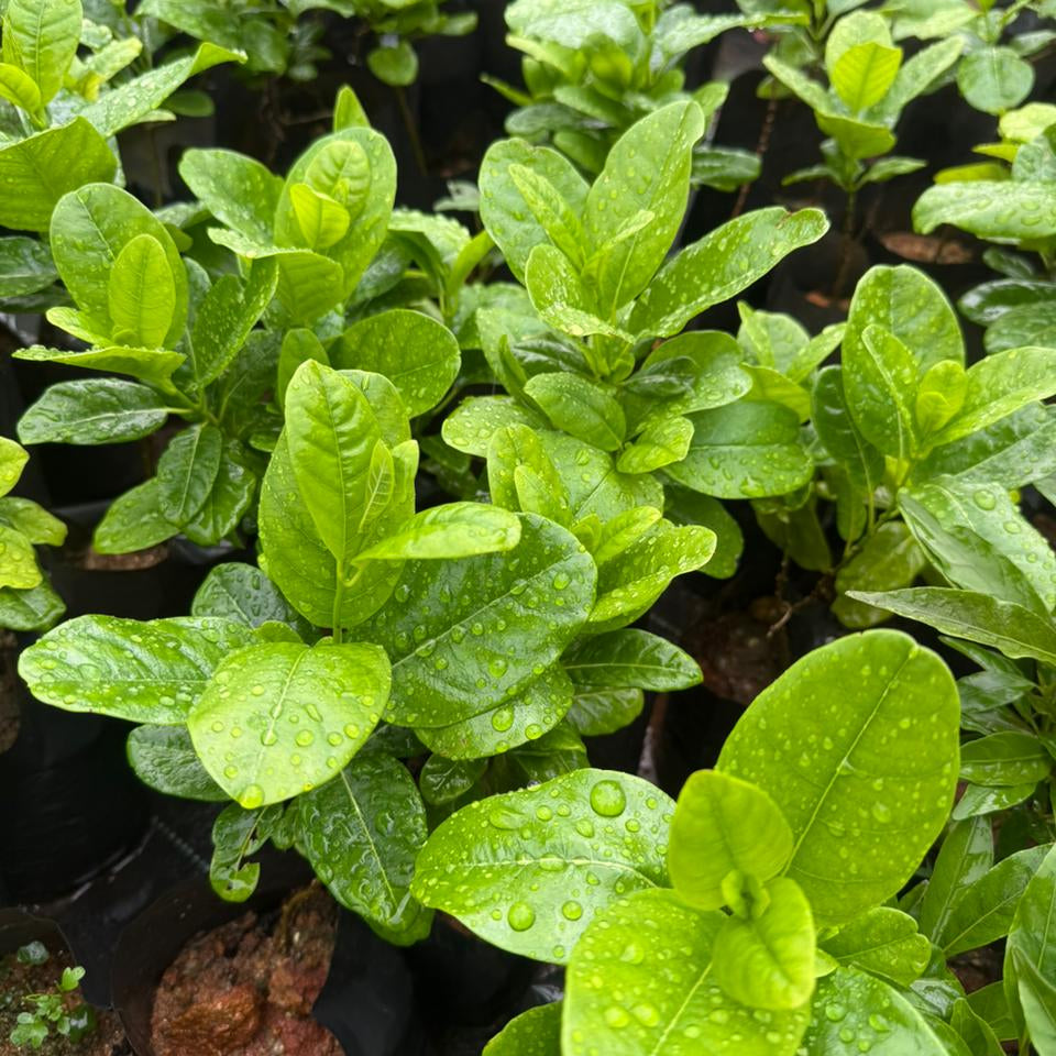 Allamanda Cathartica (Yellow Bell) Creeper / Climber Flowering Live Plant