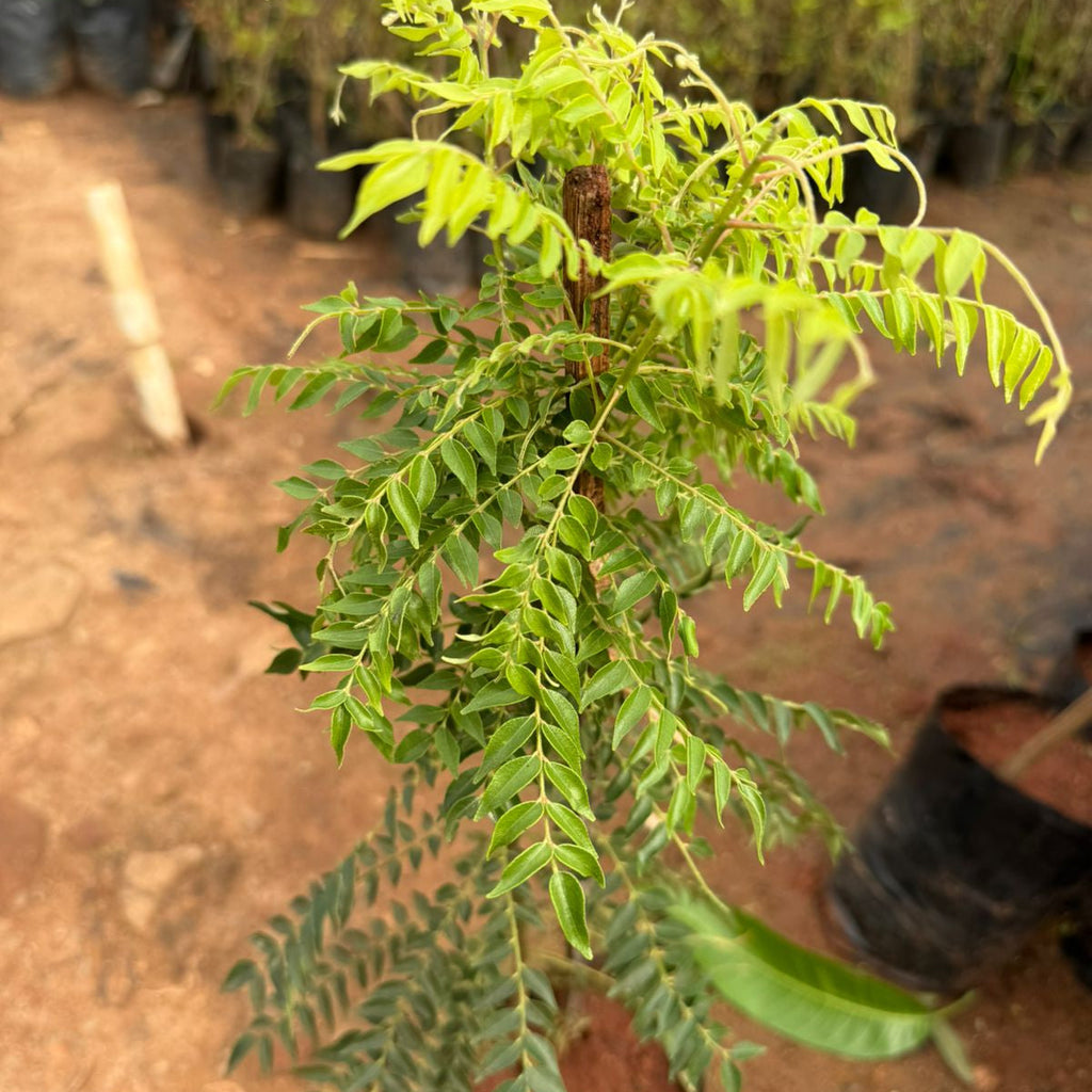 Dwarf Thailand Curry Leaf Live Plant