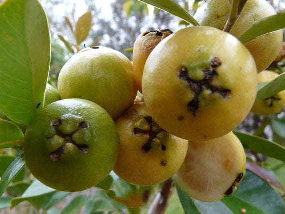 Yellow Strawberry Guava Live Plant (Psidium Cattleianum)