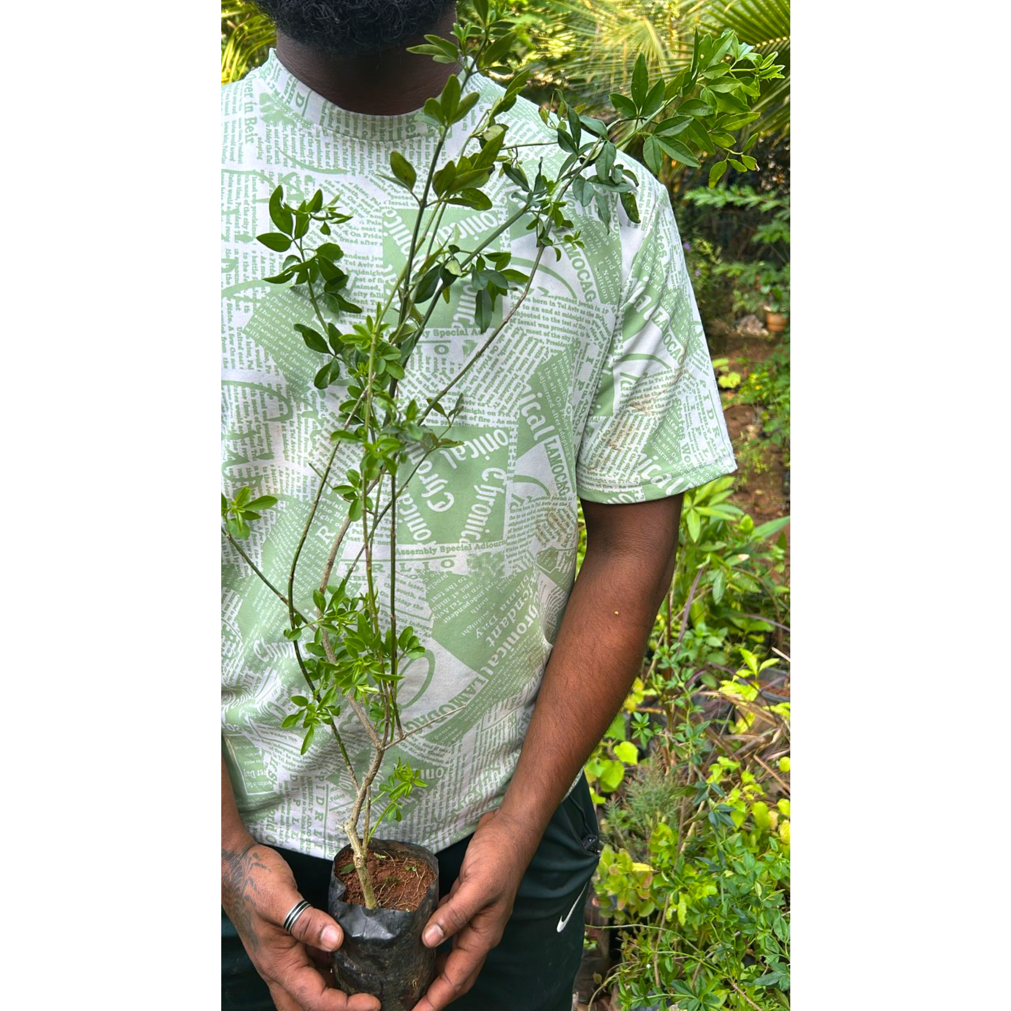 Yellow Jasmine Fragrant Rare Flowering Creeper Live Plant