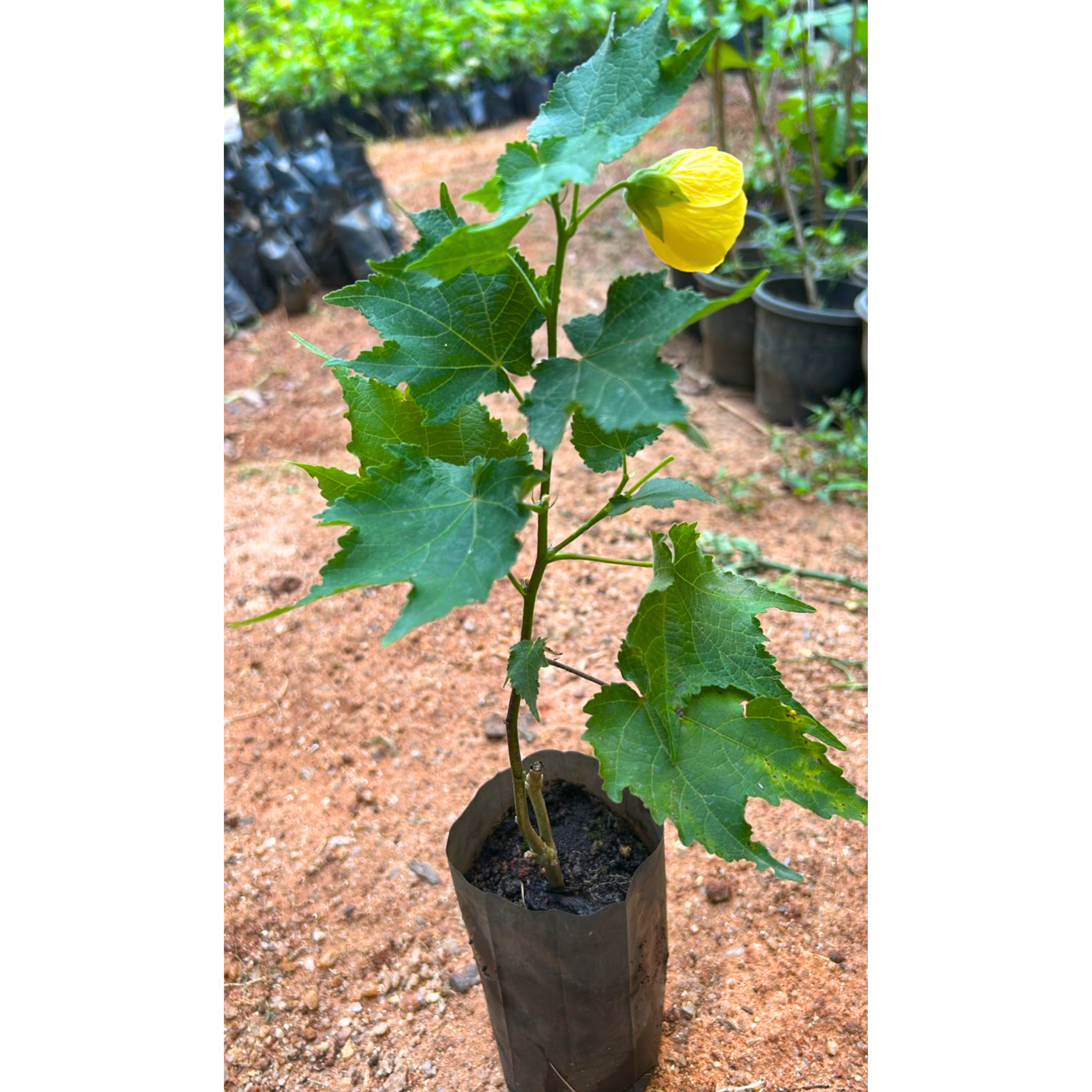 Yellow Lantern Hibiscus Flowering Live Plant