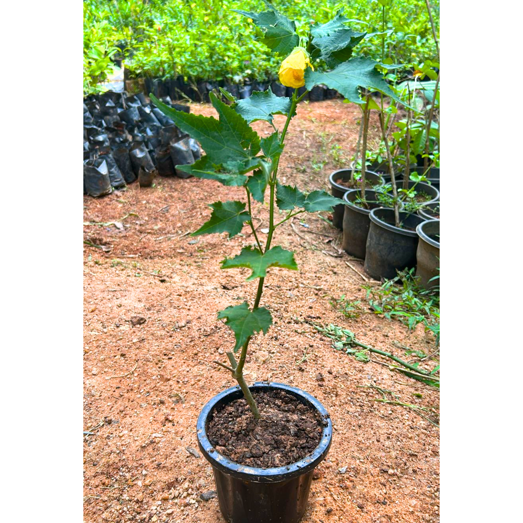 Yellow Lantern Hibiscus Flowering Live Plant