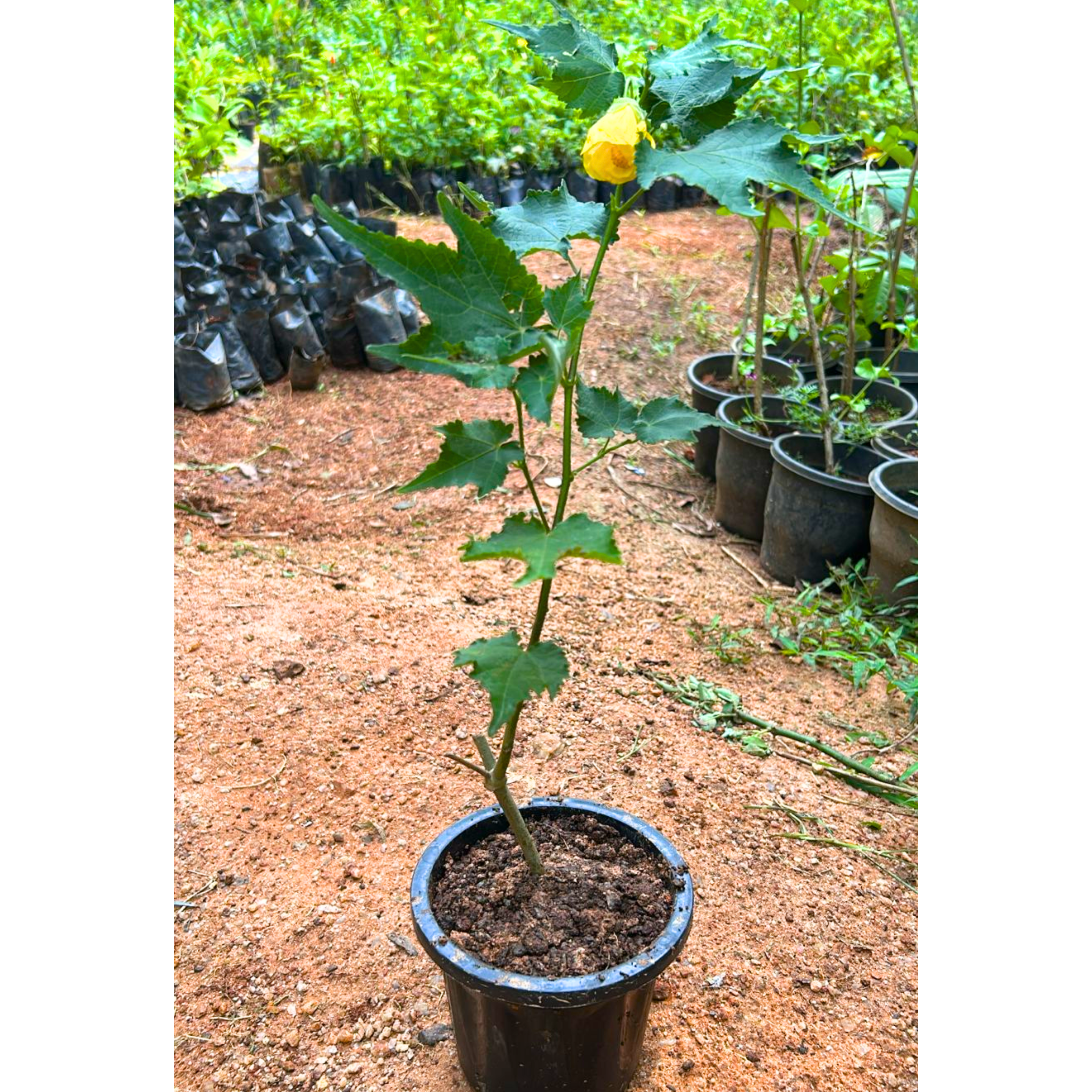 Yellow Lantern Hibiscus Flowering Live Plant
