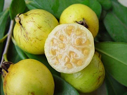Yellow Strawberry Guava Live Plant (Psidium Cattleianum)