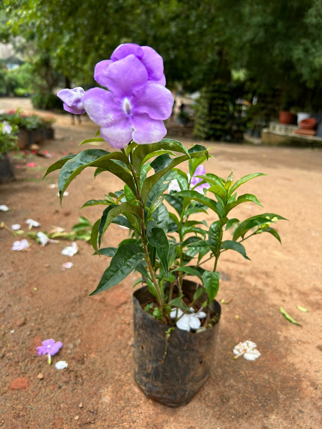Yesterday Today Tommorrow Bigger Flowers (Brunfelsia pauciflora) Flowering Live Plant
