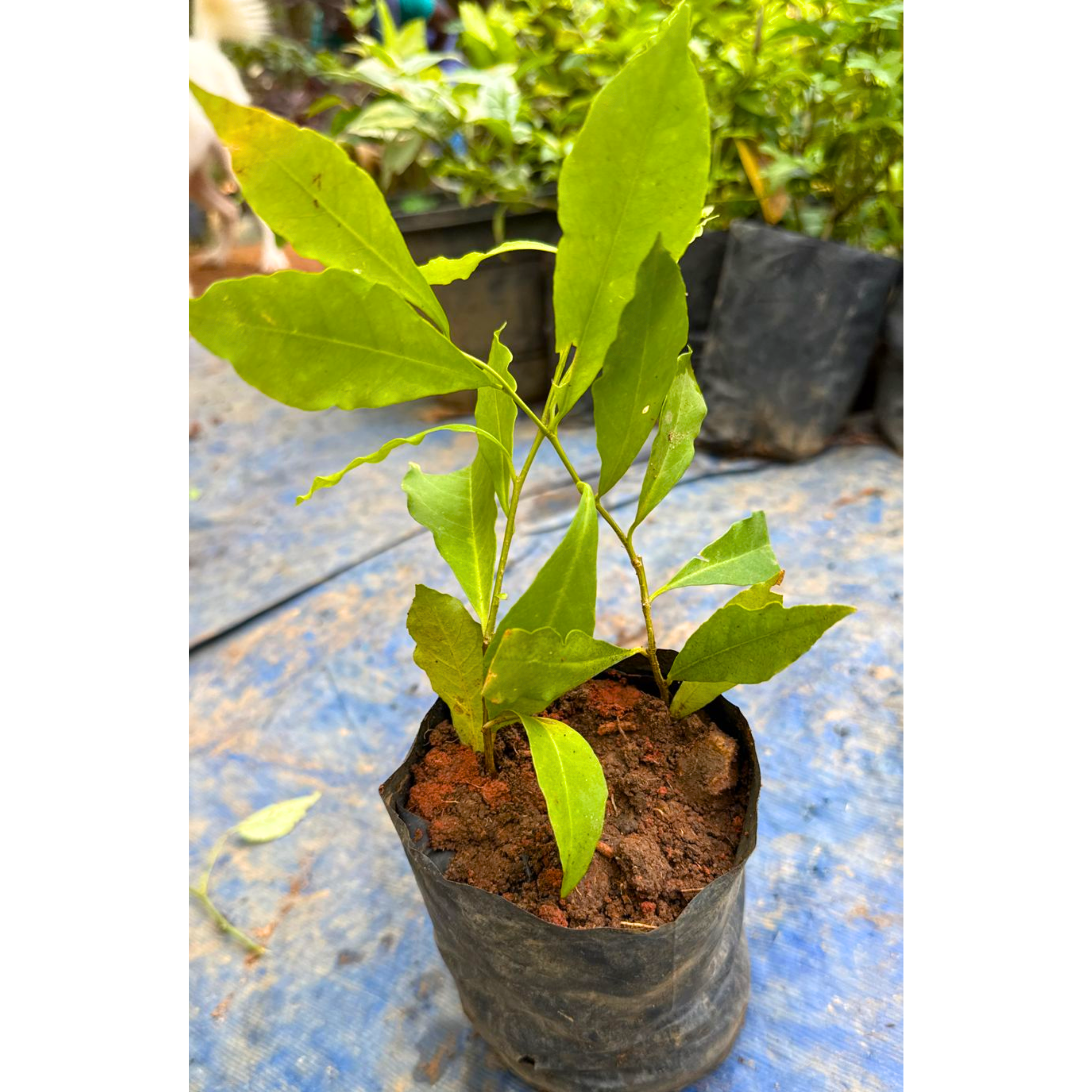 Yesterday Today Tommorrow (Brunfelsia pauciflora) Flowering Live Plant