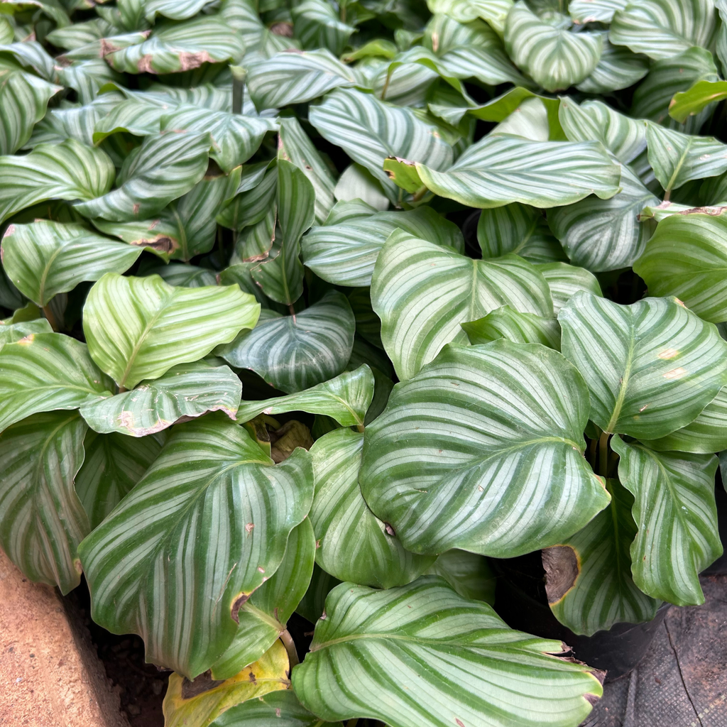 Zebra Plant (Calathea orbifolia) Live Plant