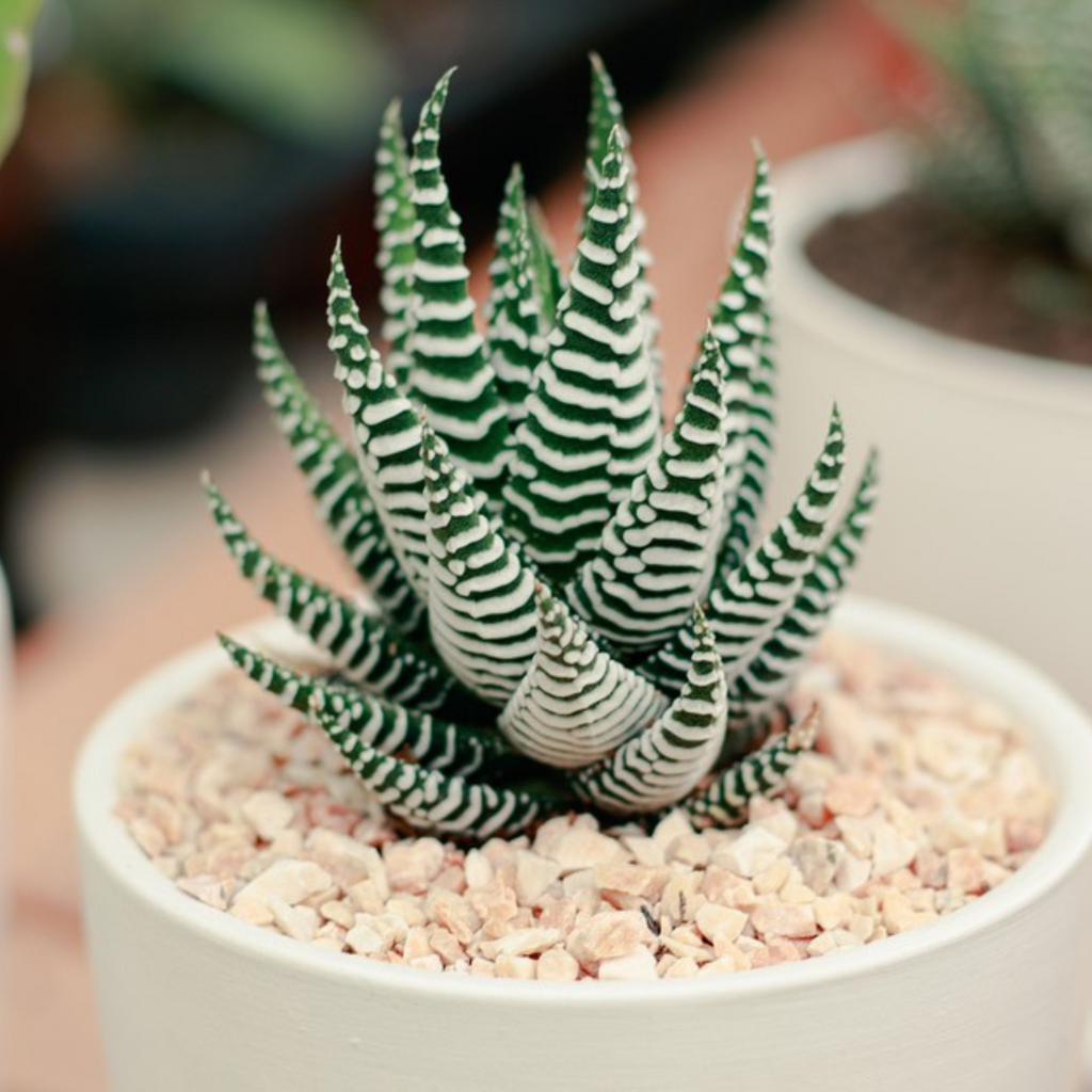 Zebra Plant (Haworthia fasciata) Indoor / Outdoor Live Plant
