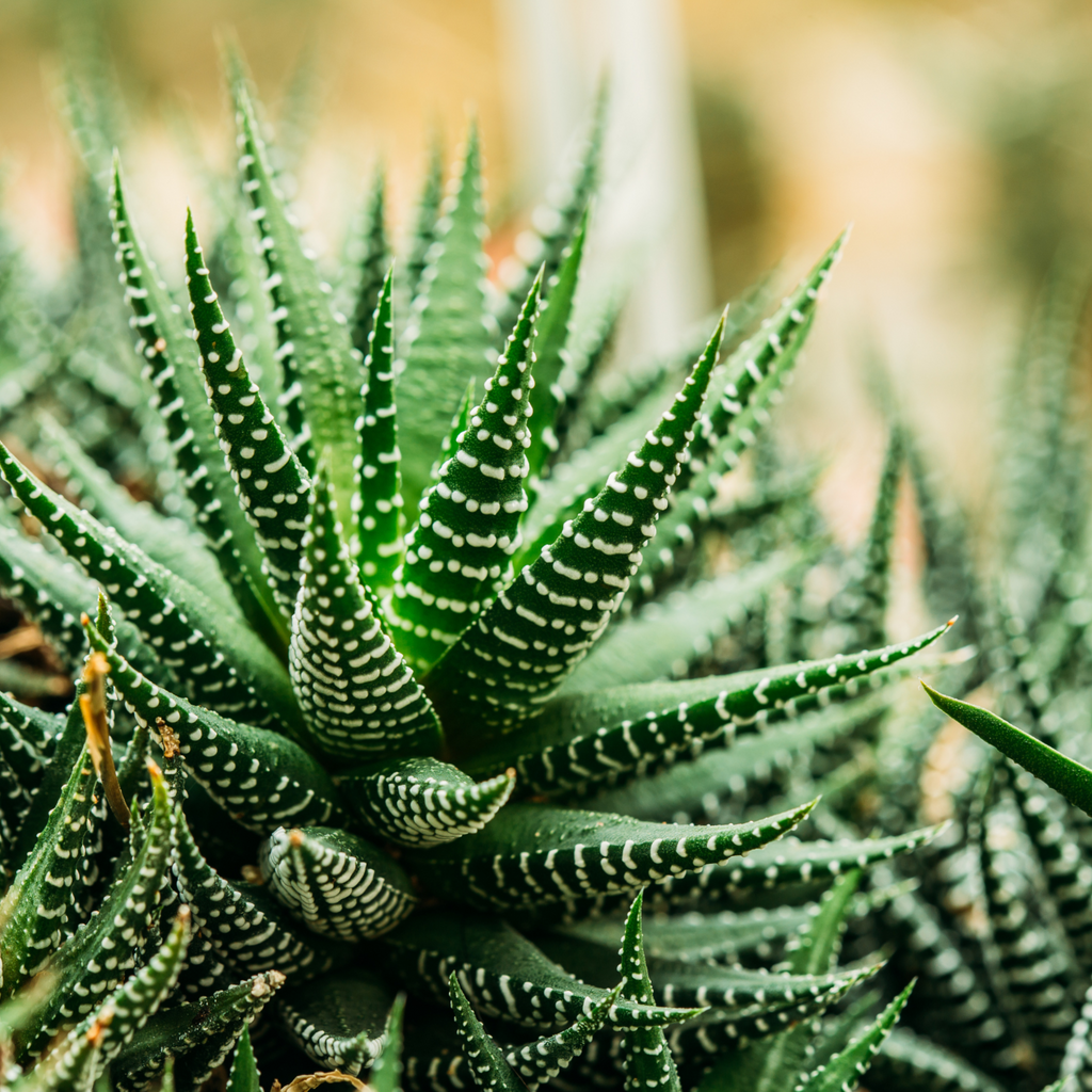 Zebra Plant (Haworthia fasciata) Indoor / Outdoor Live Plant