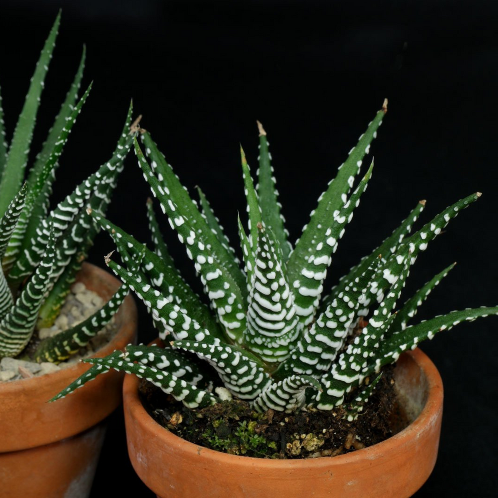 Zebra Plant (Haworthia fasciata) Indoor / Outdoor Live Plant