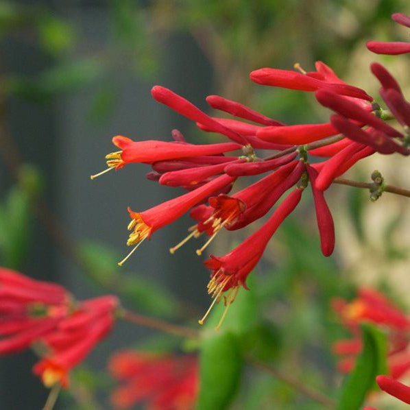 Honeysuckle Red Flowering Live Plant