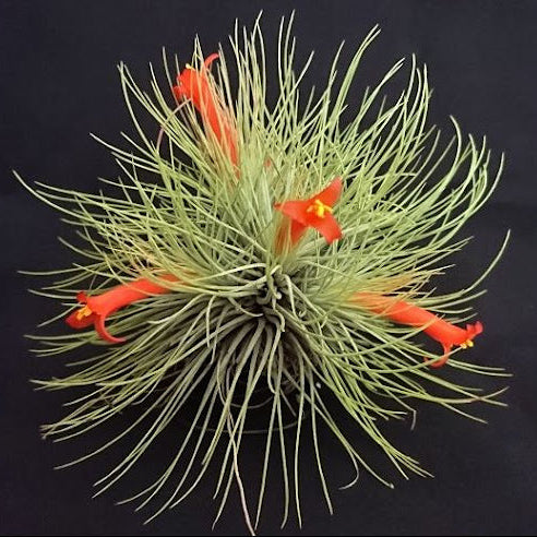 Tillandsia andreana Rare Air Plant