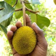 Monkey Jack (Ayanichakka) Grafted Fruit Live Plant