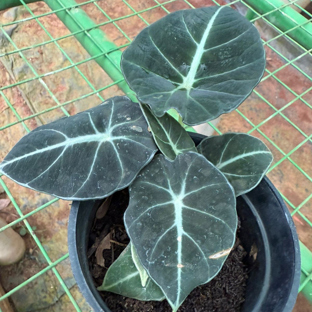 Alocasia Reginula (Black Velvet) Indoor / Outdoor Live Plant