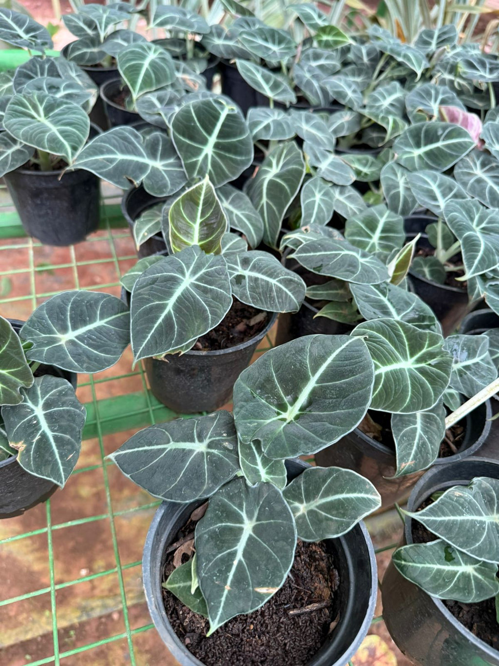Alocasia Reginula (Black Velvet) Indoor / Outdoor Live Plant
