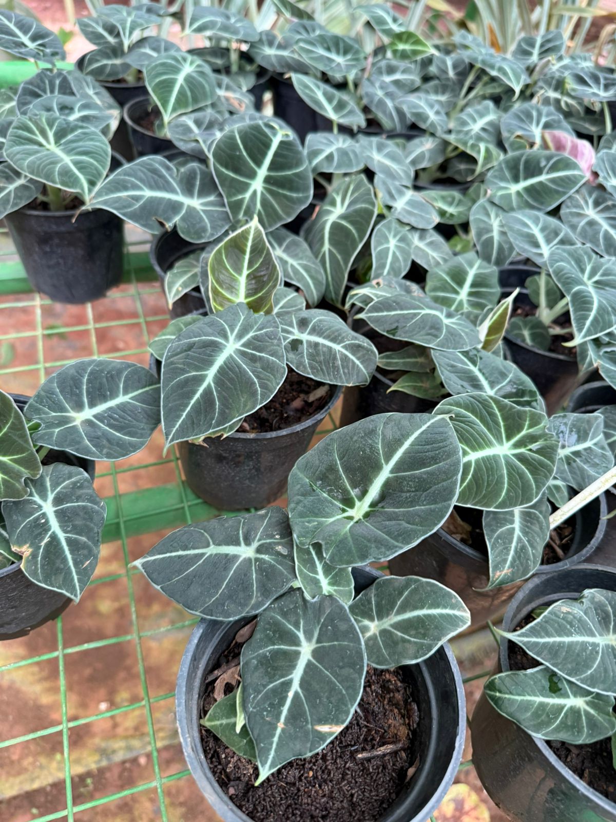 Alocasia Reginula (Black Velvet) Indoor / Outdoor Live Plant