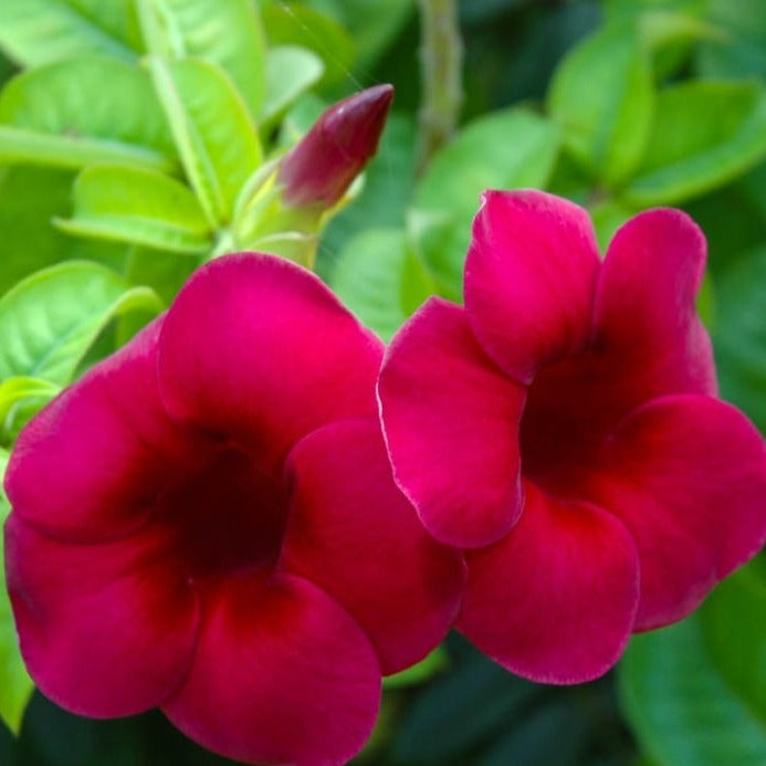Allamanda Red Velvet All Time Flowering Live Plant