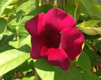Allamanda Red Velvet All Time Flowering Live Plant