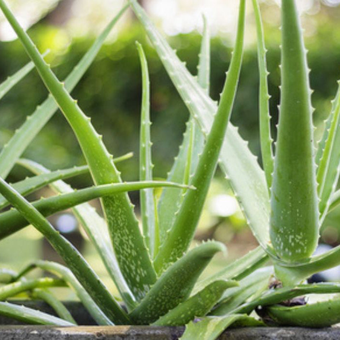 Aloe vera medicinal Live Plant