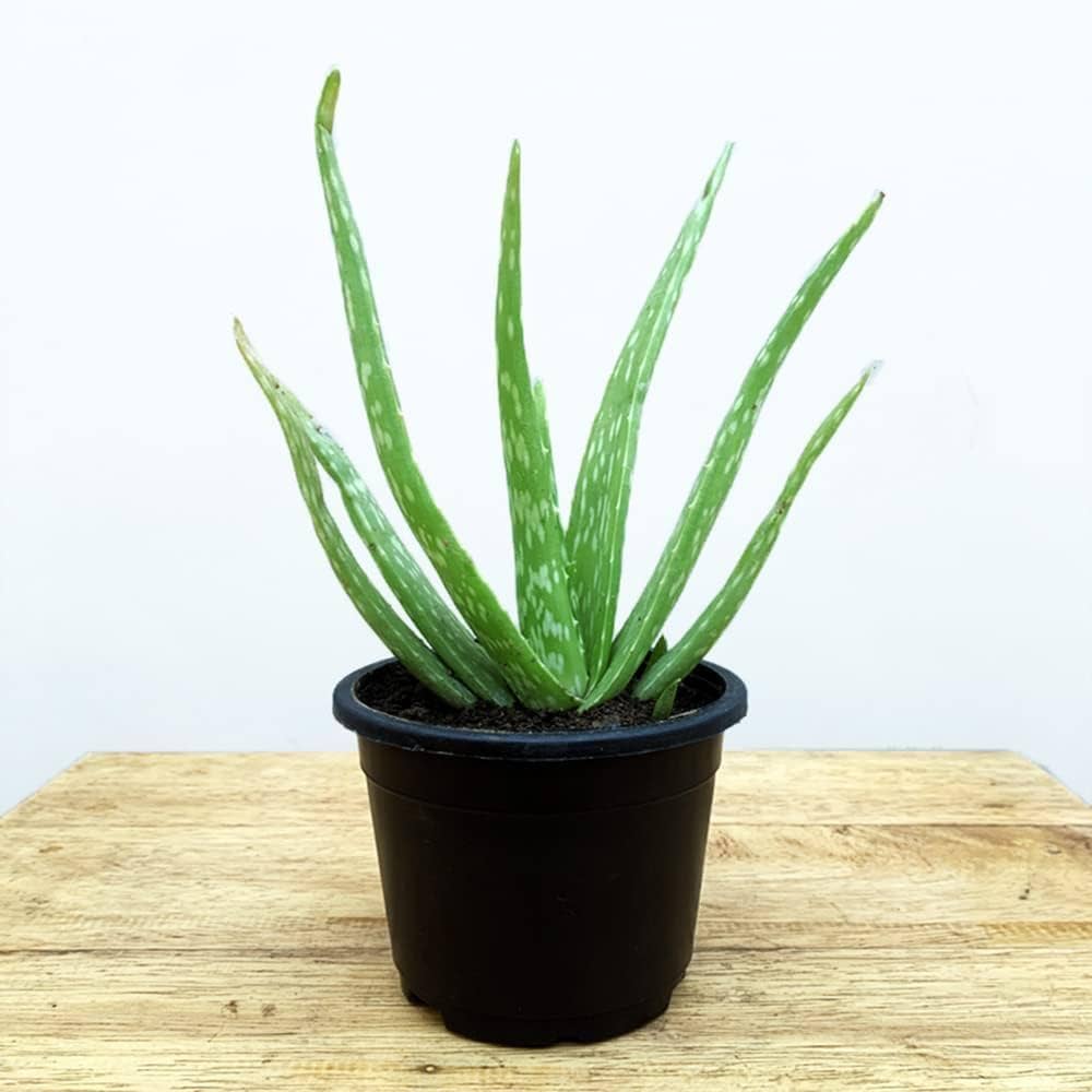 Aloe vera medicinal Live Plant
