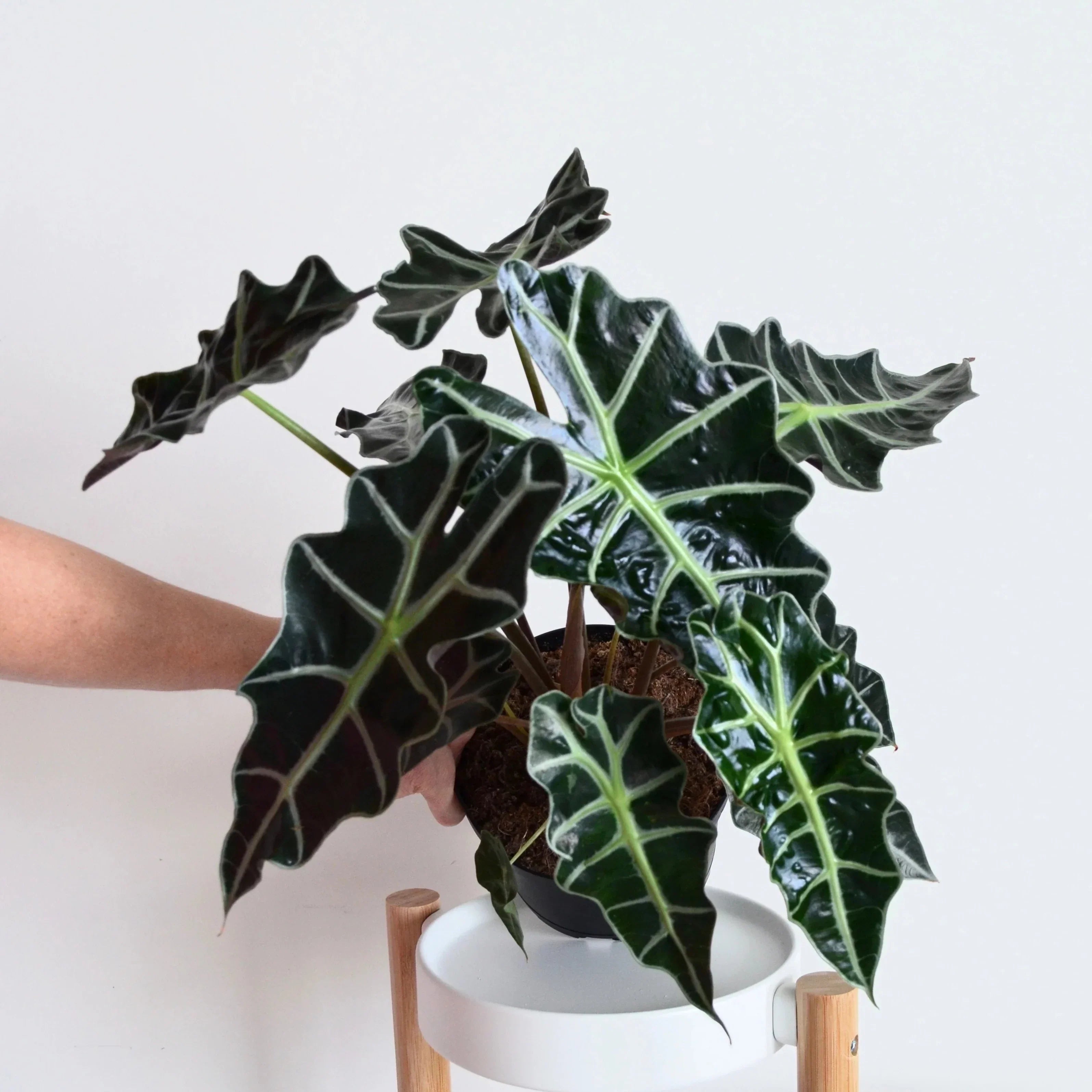 Alocasia Amazonica (Elephant's ear) Indoor / Outdoor Live Plant